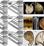 Image result for "radiella Hemisphaerica". Size: 176 x 185. Source: www.researchgate.net