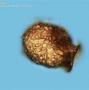 Image result for "ascampbelliella Urceolata". Size: 183 x 185. Source: www.biodiversidadvirtual.org