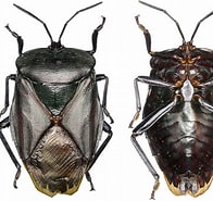 Image result for "achaeus Robustus". Size: 196 x 185. Source: www.heteroptera.fr
