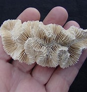 Afbeeldingsresultaten voor Manicina areolata Stam. Grootte: 176 x 185. Bron: alchetron.com
