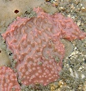 Image result for "aplysilla Rosea". Size: 176 x 185. Source: www.aphotomarine.com