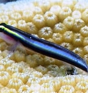 Image result for Elacatinus evelynae Klasse. Size: 174 x 185. Source: www.snorkeling-report.com