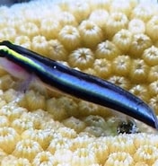 Image result for Elacatinus evelynae Habitat. Size: 176 x 185. Source: www.snorkeling-report.com