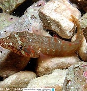 Image result for "lepadogaster Candollei". Size: 176 x 185. Source: www.reeflex.net