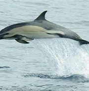 Afbeeldingsresultaten voor Gewone dolfijn Klasse. Grootte: 180 x 185. Bron: rugvin.nl