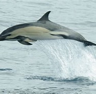 Image result for Gewone dolfijn Rijk. Size: 188 x 185. Source: rugvin.nl