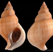 Image result for "neptunea Antiqua". Size: 186 x 185. Source: www.gastropods.com
