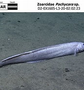 Image result for Pachycara crassiceps Steam. Size: 172 x 185. Source: www.ncei.noaa.gov