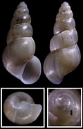 Afbeeldingsresultaten voor "ventrosia Ventrosa". Grootte: 120 x 185. Bron: www.idscaro.net