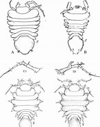 Image result for Pleurogonium inerme Steam. Size: 146 x 185. Source: zookeys.pensoft.net