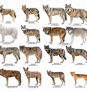 Image result for Wolf stam. Size: 175 x 185. Source: hipsleylab.edublogs.org