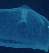 Afbeeldingsresultaten voor Deepstaria enigmatica jellyfish. Grootte: 171 x 185. Bron: alchetron.com
