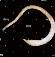 Afbeeldingsresultaten voor "golfingia Elongata". Grootte: 176 x 185. Bron: www.alamy.com