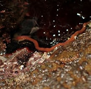 Image result for "tubulanus the Eli". Size: 189 x 185. Source: www.inaturalist.org