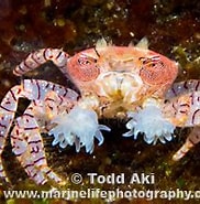 Afbeeldingsresultaten voor Lybia edmondsoni. Grootte: 182 x 141. Bron: www.marinelifephotography.com