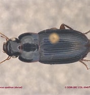 Image result for Solenofilomorphidae. Size: 177 x 185. Source: www.zoology.ubc.ca
