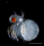 Image result for "podon Polyphemoides". Size: 177 x 185. Source: plankton.image.coocan.jp