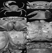 Image result for "circoporus Oxyacanthus". Size: 182 x 185. Source: treatment.plazi.org