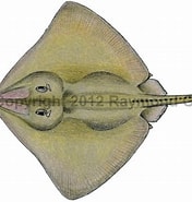 تصویر کا نتیجہ برائے Bathyraja spinicauda Orden. سائز: 176 x 185۔ ماخذ: watlfish.com