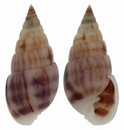 Afbeeldingsresultaten voor Pyramidellidae Wikipedia. Grootte: 176 x 185. Bron: www.topseashells.com