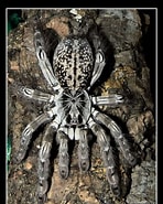 Image result for "trochodota Maculata". Size: 148 x 185. Source: www.pinterest.com