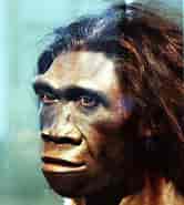Billedresultat for Homo erectus Udryddelse. størrelse: 166 x 185. Kilde: gl.wikipedia.org