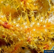 Image result for Echinomuricea. Size: 189 x 185. Source: www.poppe-images.com
