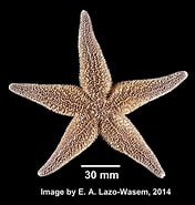 Image result for Asteriidae Anatomie. Size: 176 x 185. Source: www.invertebase.org