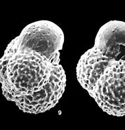 Image result for "globoturborotalita Rubescens". Size: 178 x 178. Source: www.mikrotax.org