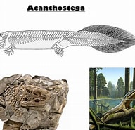 Image result for Stegocephaloides Christianiensis Stam. Size: 192 x 185. Source: mklguo.ru