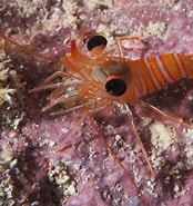 Image result for Cinetorhynchus. Size: 174 x 185. Source: www.underwaterkwaj.com