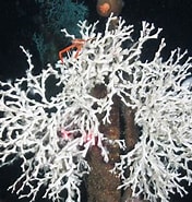 Image result for Lophelia Coral Banks. Size: 176 x 185. Source: oceana.org