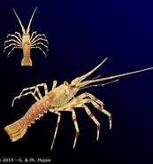 Image result for Palinustus. Size: 173 x 185. Source: www.crustaceology.com