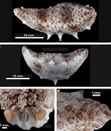 Afbeeldingsresultaten voor Plesiocolochirus spinosus Order. Grootte: 157 x 185. Bron: www.researchgate.net