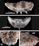 Afbeeldingsresultaten voor "plesiocolochirus Spinosus". Grootte: 158 x 185. Bron: www.researchgate.net