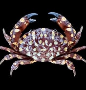 Afbeeldingsresultaten voor "vellodius Etisoides". Grootte: 176 x 185. Bron: www.crabdatabase.info