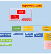 Risultato immagine per Hepatoblastom. Dimensioni: 175 x 185. Fonte: www.mdpi.com