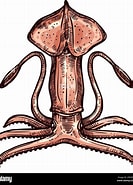 Image result for Octopoteuthidae. Size: 133 x 185. Source: www.alamy.com