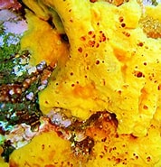 Afbeeldingsresultaten voor Crella Pytheas fusifera Rijk. Grootte: 178 x 185. Bron: www.mapress.com
