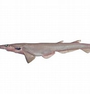 Image result for "apristurus Spongiceps". Size: 177 x 185. Source: fishesofaustralia.net.au