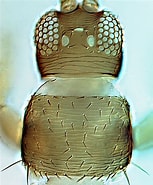 Afbeeldingsresultaten voor "heterorhabdus Lobatus". Grootte: 153 x 185. Bron: keys.lucidcentral.org