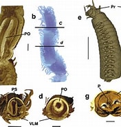 Afbeeldingsresultaten voor Syllidae Rijk. Grootte: 176 x 185. Bron: www.researchgate.net