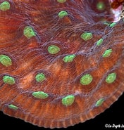 Image result for Mycedium. Size: 176 x 185. Source: underwaterkwaj.com