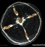 Image result for "tiaropsis Multicirrata". Size: 179 x 185. Source: www.arcodiv.org