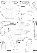 Afbeeldingsresultaten voor Ilyograpsus paludicola Geslacht. Grootte: 128 x 185. Bron: www.researchgate.net