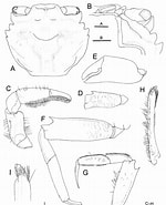 Image result for Ilyograpsus paludicola Klasse. Size: 150 x 185. Source: www.researchgate.net