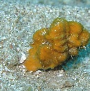Afbeeldingsresultaten voor Axinella corrugata. Grootte: 183 x 181. Bron: spongeguide.uncw.edu