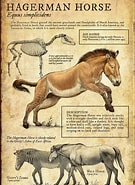Image result for Equus Genus Lifespan. Size: 135 x 185. Source: www.pinterest.co.kr