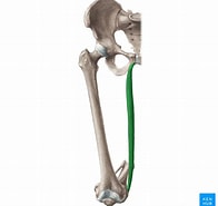 Afbeeldingsresultaten voor Musculus Gracilis Gray's Anatomy. Grootte: 196 x 185. Bron: www.kenhub.com