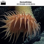 Image result for Hormathiidae. Size: 184 x 185. Source: www.ncei.noaa.gov